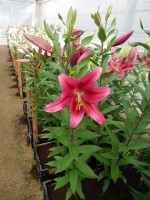 [4274 Merapi Mak No01.JPG]